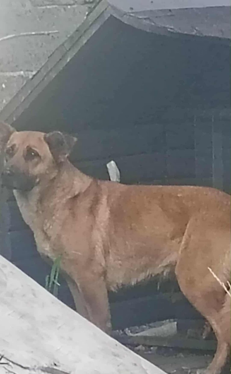 Pilnie poszukiwany właściciel!. Gmina Igołomia-Wawrzeńczyce