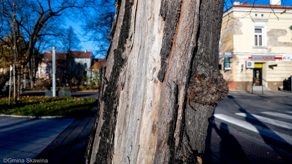 Skawiński Rynek – nowe życie zieleni. Dlaczego wycinka nie zawsze oznacza stratę?. Gmina Skawina