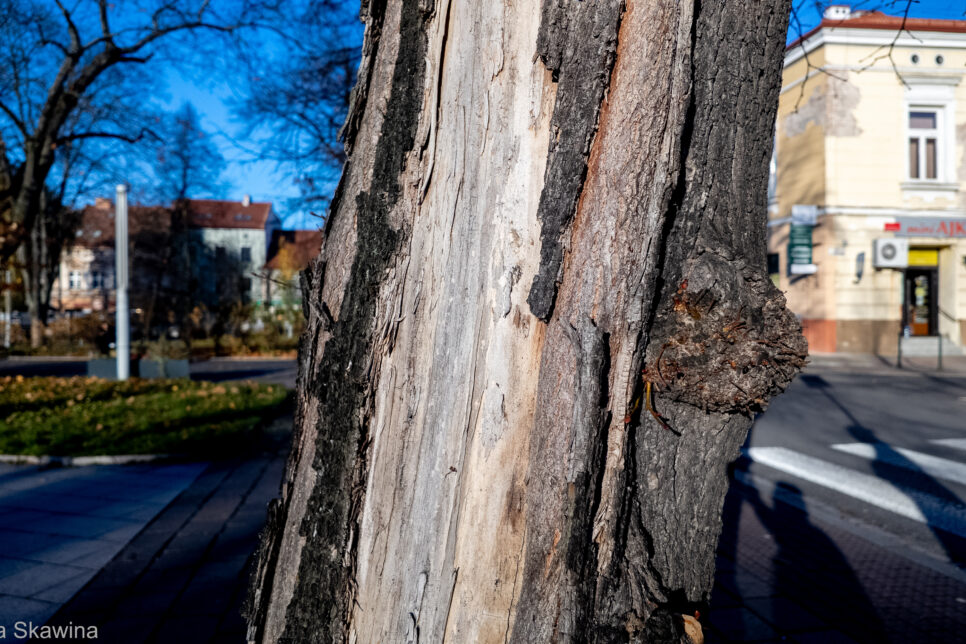 Skawiński Rynek – nowe życie zieleni. Dlaczego wycinka nie zawsze oznacza stratę?. Gmina Skawina