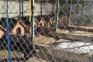 Ponowne kontrole w zarejestrowanych schroniskach w Oświęcimiu i Tarnowie wykazały brak uchybień. Stale monitorujemy sytuację. Małopolska