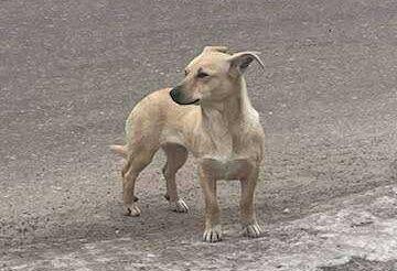 Kamionka: znaleziono psa. Gmina Kozłów