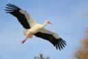 white stork flying during daytime